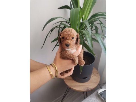 Üst kalite 0 numara maltipoo yavrularımız