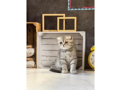 Scottish fold sevimli yavrularım 