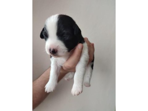 Tibet terrier 15 günlükler
