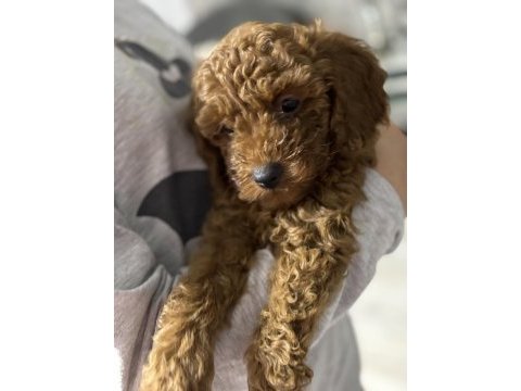 Orjinal kore toy poodle erkek üst kalite ırk garantili