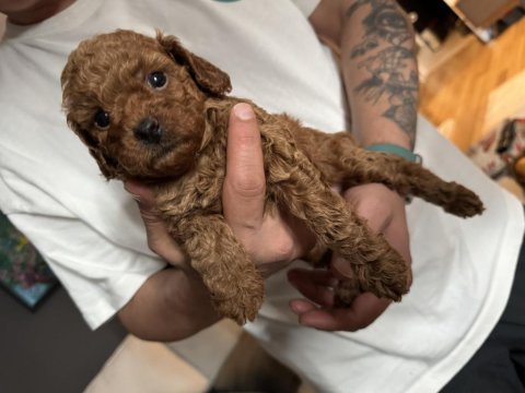 Toy poodle yavru dişi istanbul