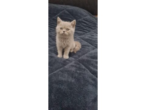 British fold shorthair kedimiz