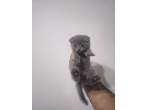Gri kırık kulak yavru scottish fold