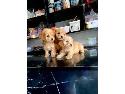 Irk ve sağlık garanti orjinal maltipoo bebeğimiz