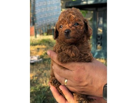 Toy poodle yavru 2 aylık