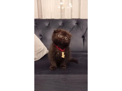 2 aylık bitter çikolata sıfır kulak scottish fold
