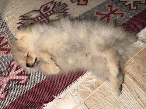 3.5 aylık pomeranian boo