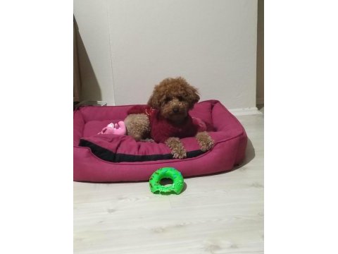 Toy poodle ve maltipoo