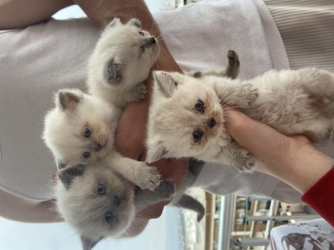 Scottish fold blue point ve scottish straight