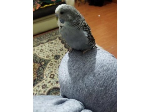 Damızlık muhabbet kuşu