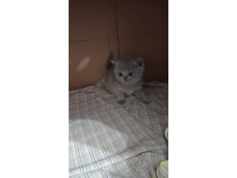 British shorthair scottish fold gri renk yavrular