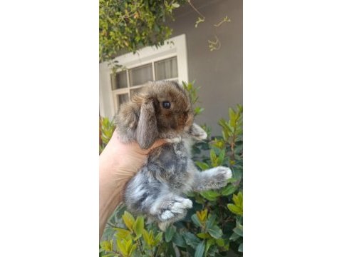 Holanda lop mini lop cuce tavşan yavrulari gonderim var
