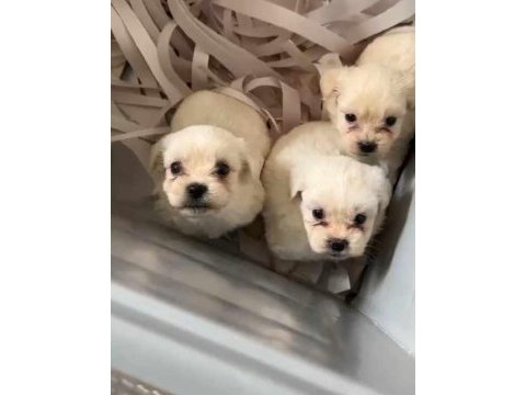 Sevimli maltipoo tüyler