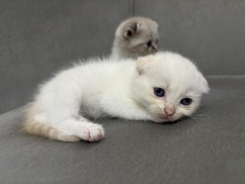 Scottish fold yavrular