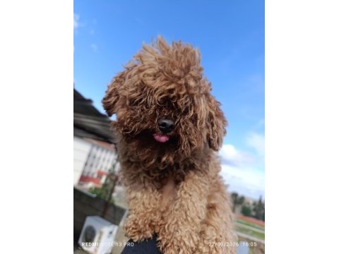 Erkek poodle yetişkin