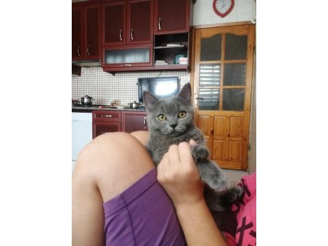 Kendi kedimin british shorthair yavruları