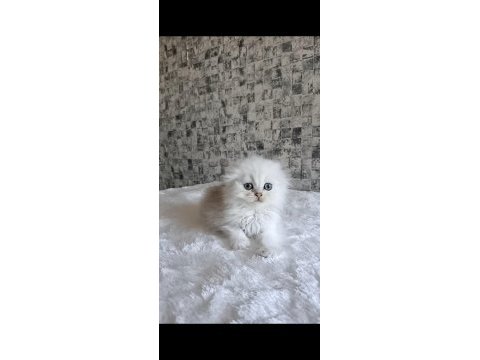 Aslan parçası british longhair