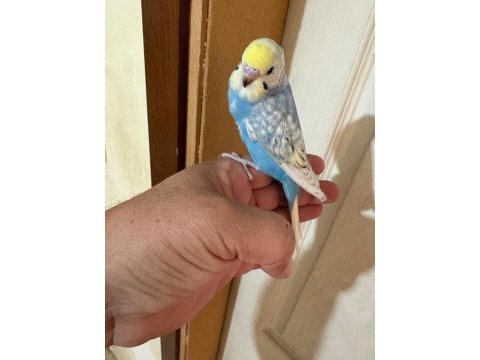 35 günlük renk güzeli çek bebek kuşumuz