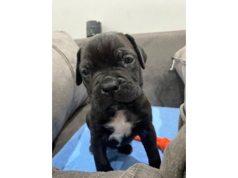 Irkının en iyisi cane corso yavrular kapıda ödeme mevcut