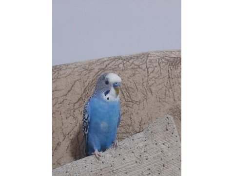 Erkek muhabbet kuşu kafes te dahil