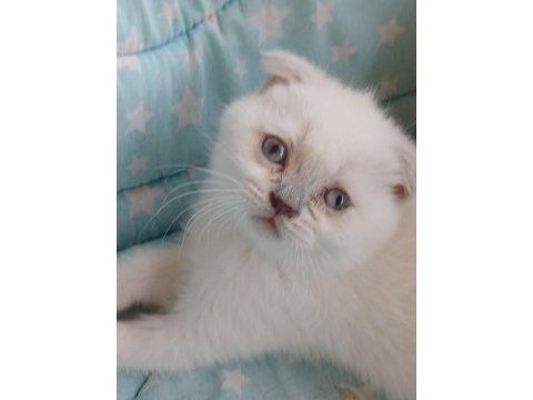 Scottish fold yavrularımız