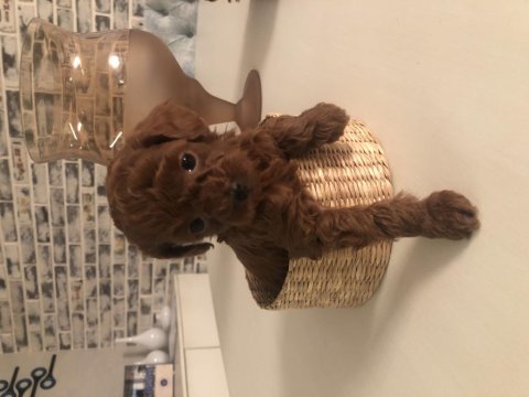 Safkan toy boy poodle red brown yavru