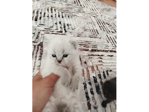 British blue point yavru kedimiz