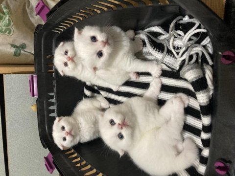 1 aylık scottish fold yavrular