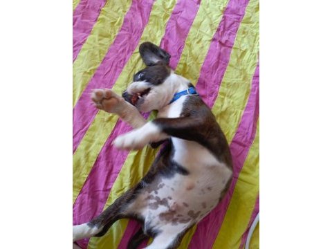 Elizabeth beagle erkek son 1 adet