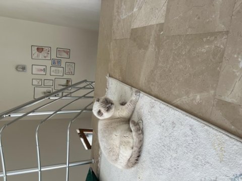 3 yaşında kısır scottish fold oğlumuz