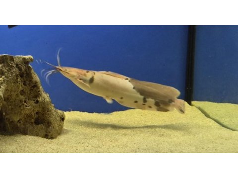 Clarias kedi balığımız