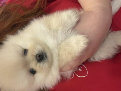 Boo surat mikro pomeranian