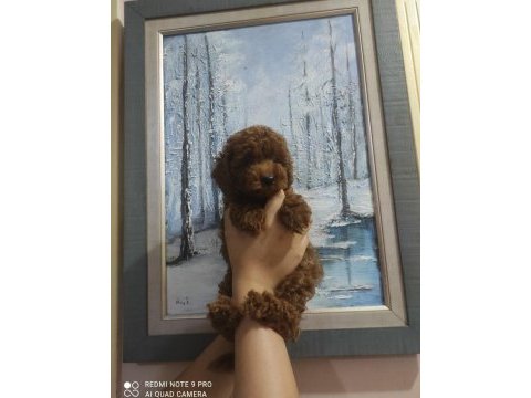 En uygun en garanti boy kore poodle