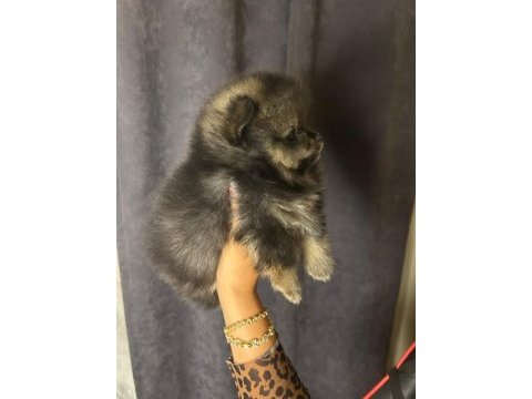 Tuvalet eğitimli sınıfının en iyisi köpeğimiz