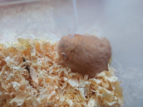 Yavru hamster