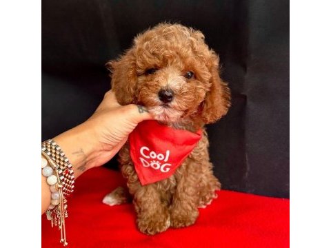 Safkan toy poodle bebekler
