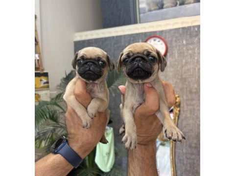 Dişi pug mops minikler