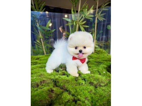 Ayı sürat pomeranian yavrularımız