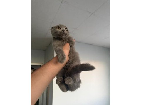 4 aylık scottish fold erkek kedimiz