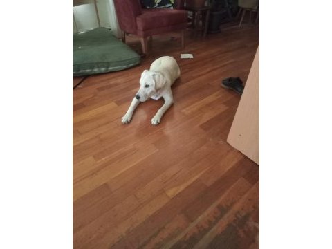 Safkan labrador