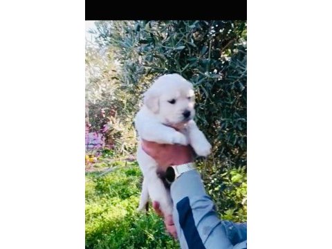 Erkek yavru golden retriever