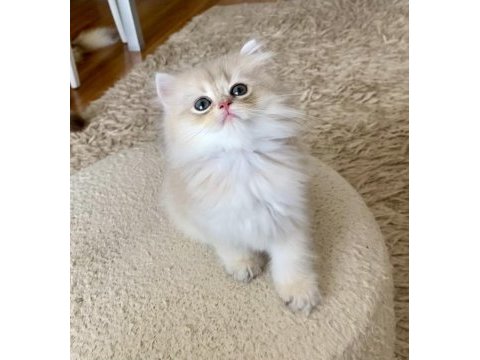 Safkan british longhair blue golden erkek yavru