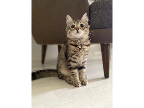 İki dişi kedimiz ücretsiz sahiplendirilicektir