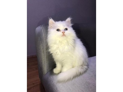 British longhair ve british shorthair,