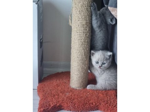 British dişi ve erkek british shorthair yavrular