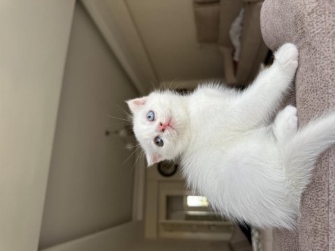 Dişi scottish fold uyguna verilecek çok güzel ve çok uysal