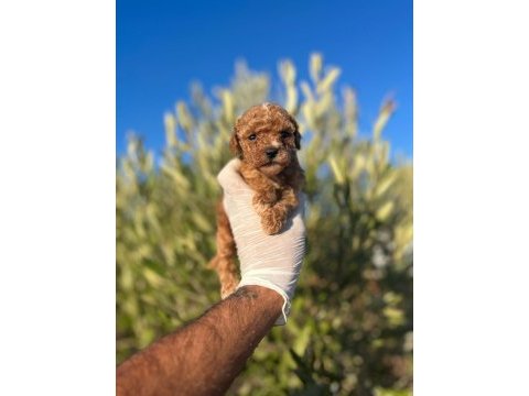 Toy poodle bebeklerimiz