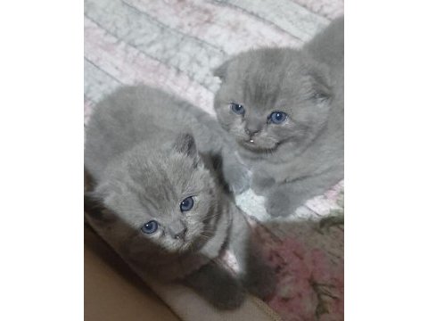 44 günlük scottish fold yavrularımıza yuva arıyoruz
