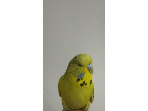 3 aylık dişi teksas jumbo muhabbet kuşu