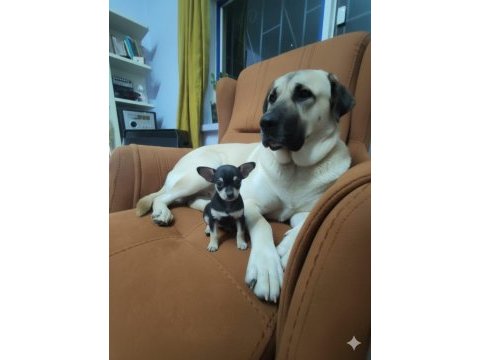 Üç aylık erkek pinscher